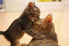 女子本弱，為母則剛——致母親節(jié)