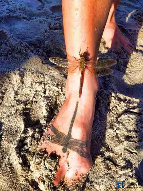 一只真蜻蜓想与脚上的纹身“交尾” -16