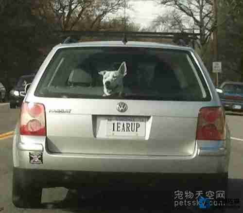 车牌是“1只耳朵立起来”，车内的狗狗也是1只耳朵立起来 -17